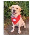 Therapy Dog