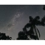night sky with palm tree silhouettes in the foreground