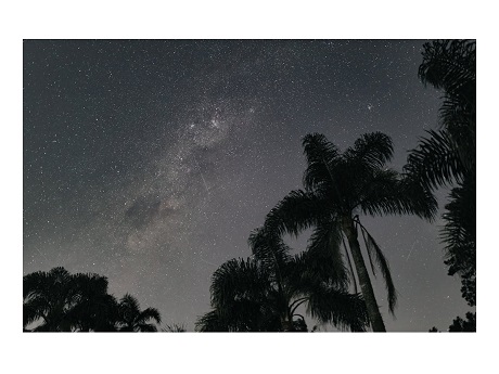 night sky with palm tree silhouettes in the foreground