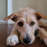 photo of a light brown and white dog's face and front paws