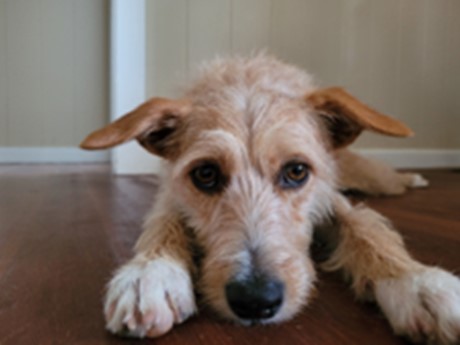 photo of a light brown and white dog's face and front paws