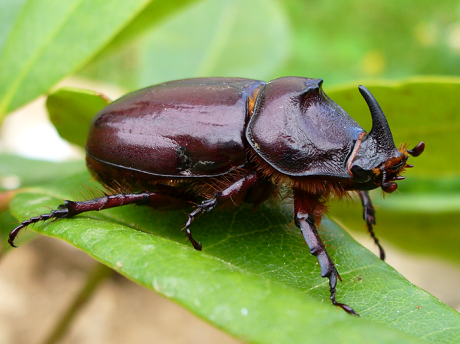Coconut Rhinoceros Beetle image on a leaf
