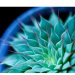 Cactus-like Plant