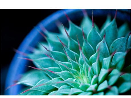 Cactus-like Plant
