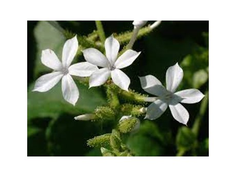 native Hawaiian flower