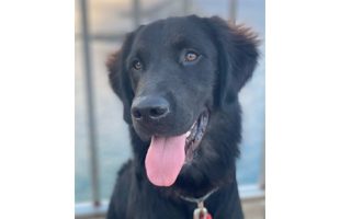 Black Golden Retriever Labrador Mix