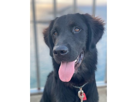 Black Golden Retriever Labrador Mix