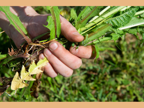 hand holding weeds
