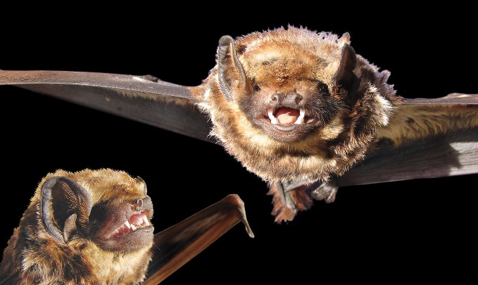 Hawaiian Hoary Bat
