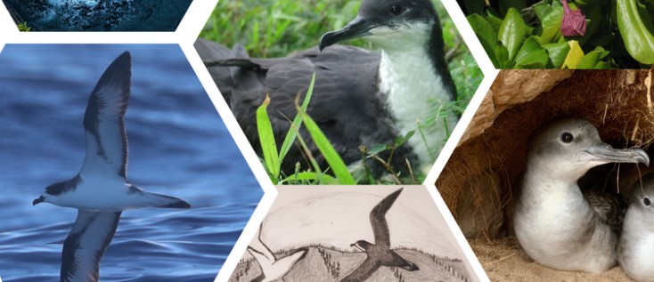 compilation of seabird images