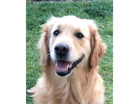 Dog-Therapy_Maki