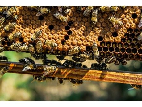 bees on a honeycomb