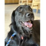 Photo of therapy dog Nugget.