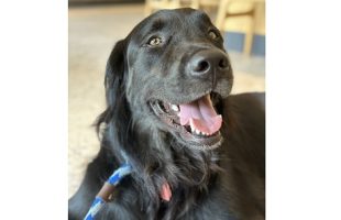 Photo of therapy dog Nugget.