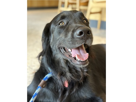 Photo of therapy dog Nugget.