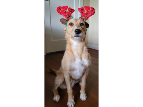 dog in antlers sitting on wood floor