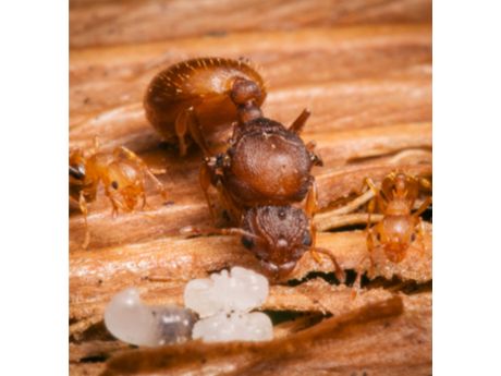 little fire ants