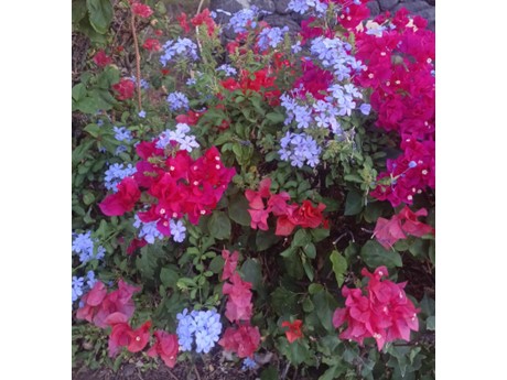 a group of flowers in a garden