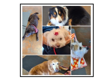 therapy dogs