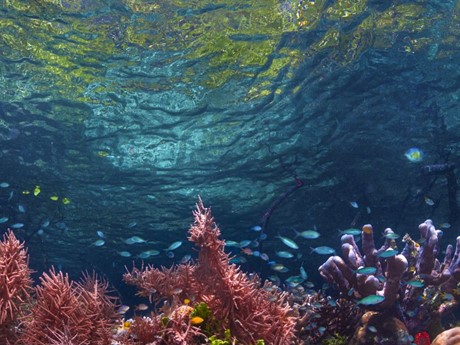 Photo of a reef