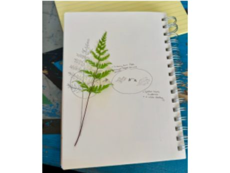 fern and drawing on a paper