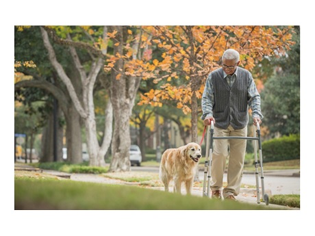 Image of older man with walker walking with a dog