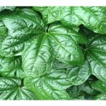 tongan spinach