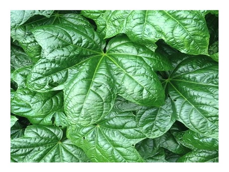 tongan spinach