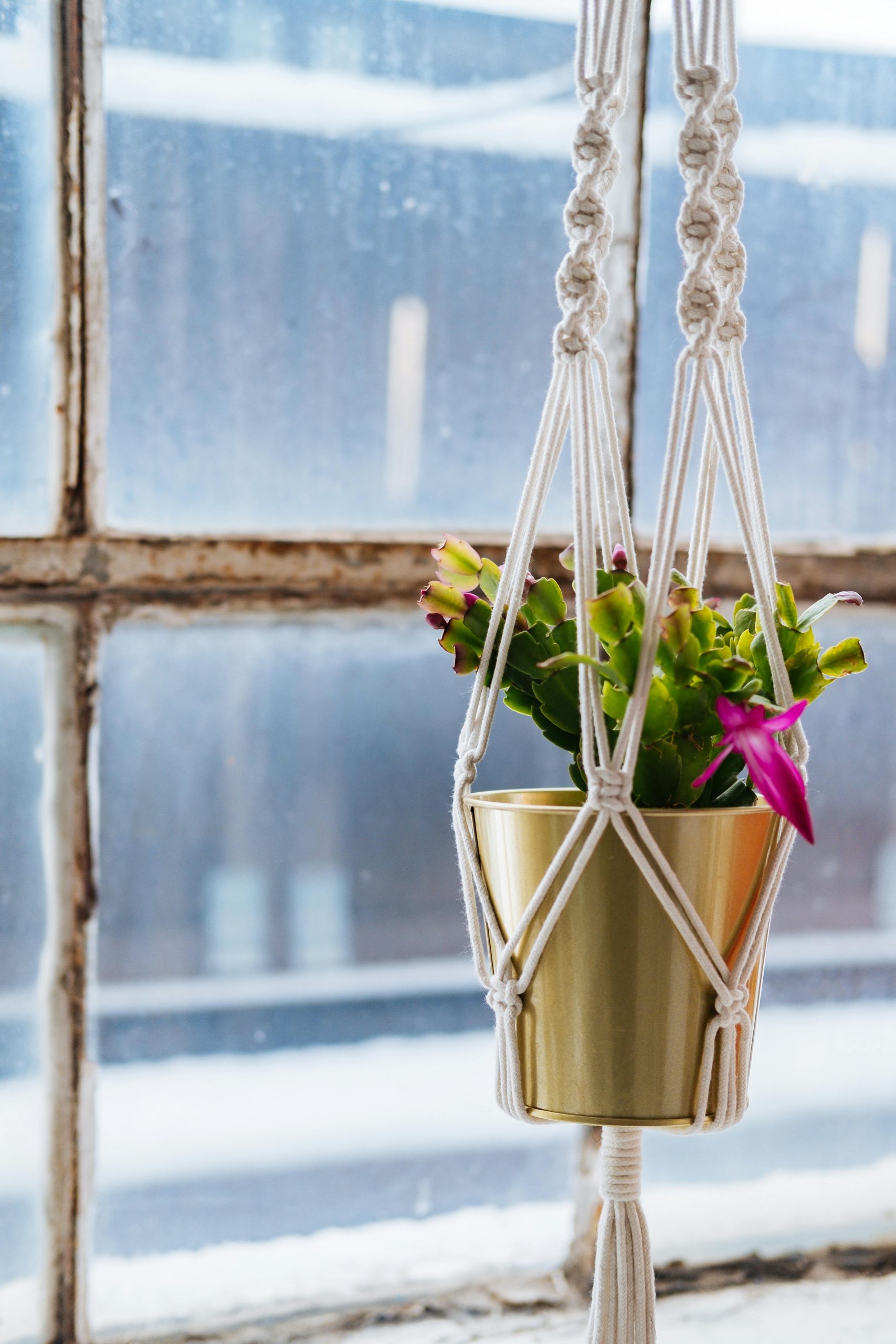 macrame plant hanger