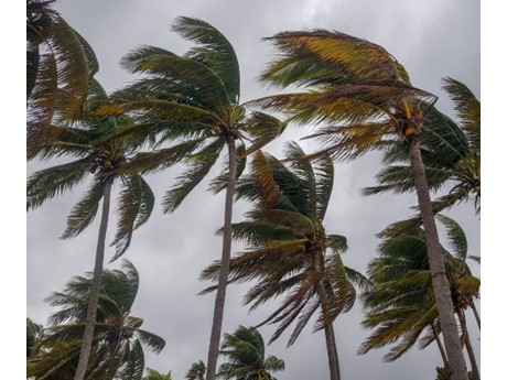 palm trees