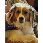 Adaka Dog