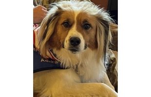 Adaka Dog