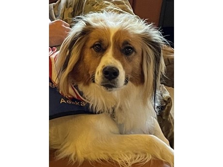 Adaka Dog