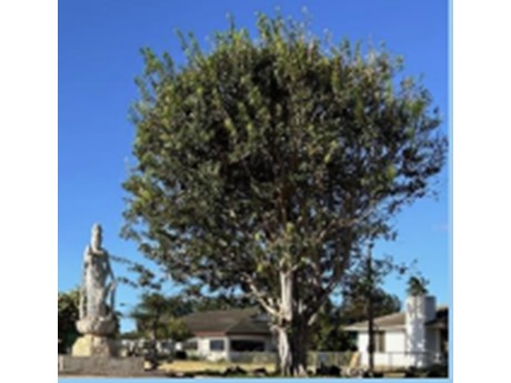 Bodhi Tree