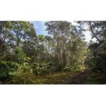 forest reserve system