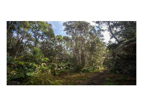 forest reserve system