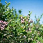 A purpled flowered berry in a green bush