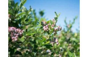 A purpled flowered berry in a green bush