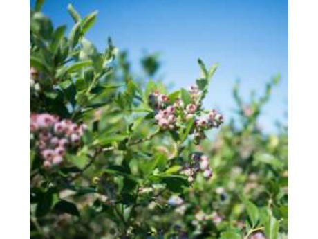 A purpled flowered berry in a green bush