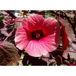 cranberry hibiscus