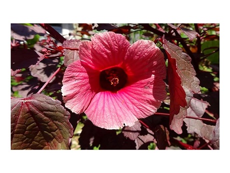 cranberry hibiscus
