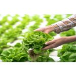 hydroponic plants