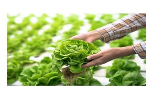 hydroponic plants