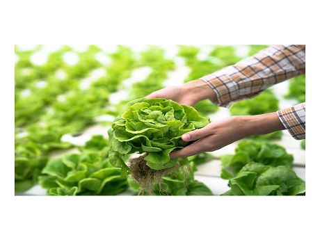 hydroponic plants