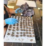 hands preparing seed balls