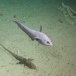 Deep Sea Creature