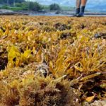 Limu on the shoreline