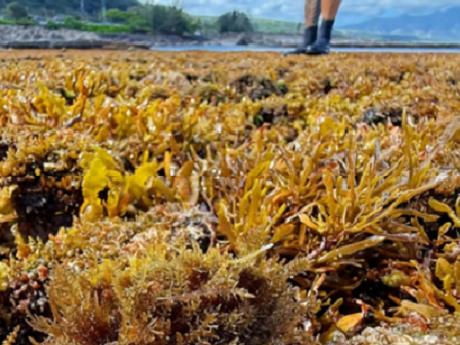 Limu on the shoreline