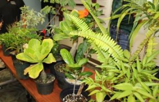 native Hawaiian plants