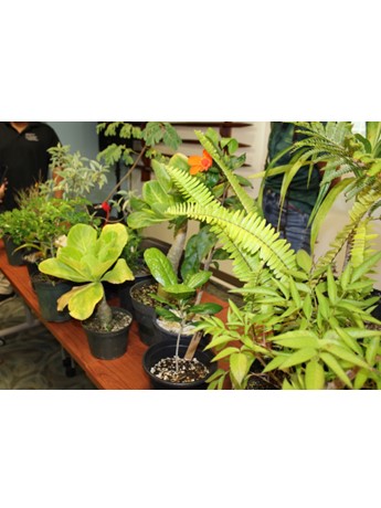 native Hawaiian plants